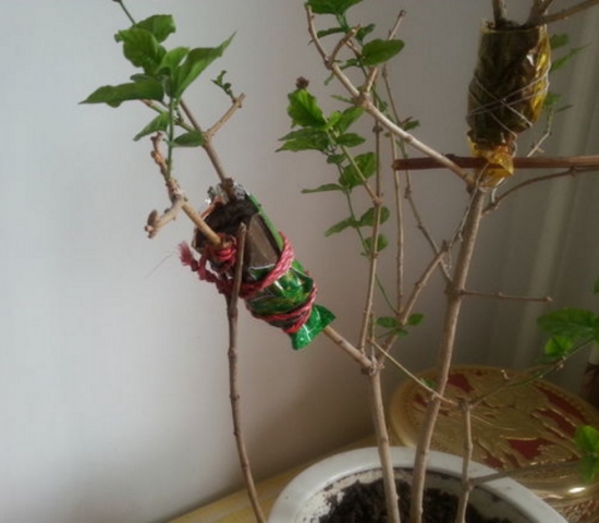 什么是压条繁殖：压条繁殖是成活率最高的繁殖办法