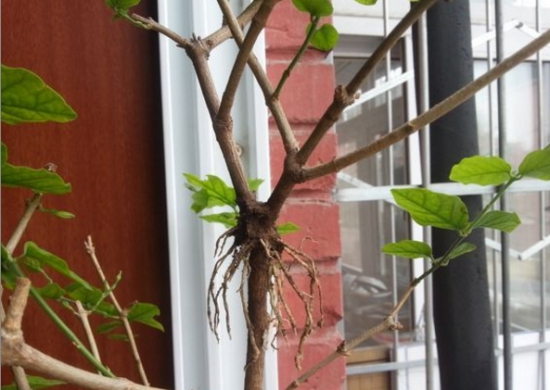 什么是压条繁殖：压条繁殖是成活率最高的繁殖办法