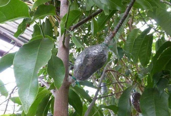 什么是压条繁殖：压条繁殖是成活率最高的繁殖办法