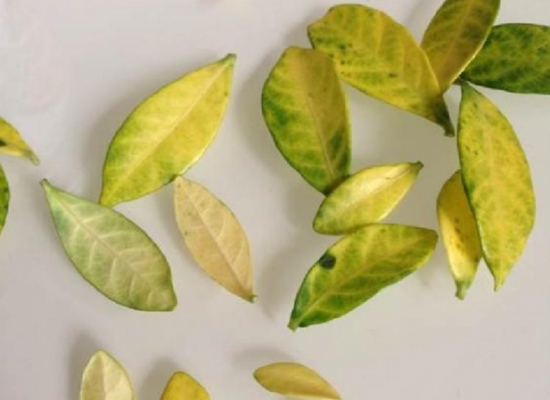 盆栽叶子发黄如何办：找准病因对症下药