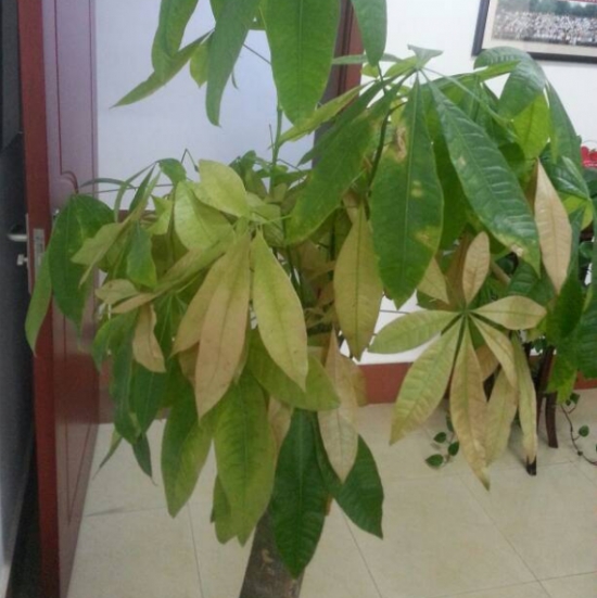 盆栽叶子发黄如何办：找准病因对症下药