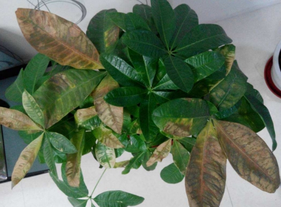 盆栽叶子发黄如何办：找准病因对症下药