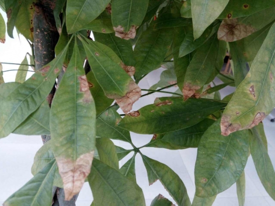 盆栽叶子发黄如何办：找准病因对症下药