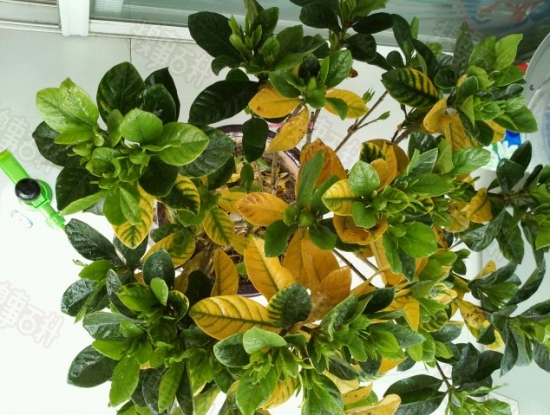 盆栽叶子发黄如何办：找准病因对症下药