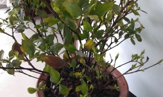 盆栽叶子发黄如何办：找准病因对症下药