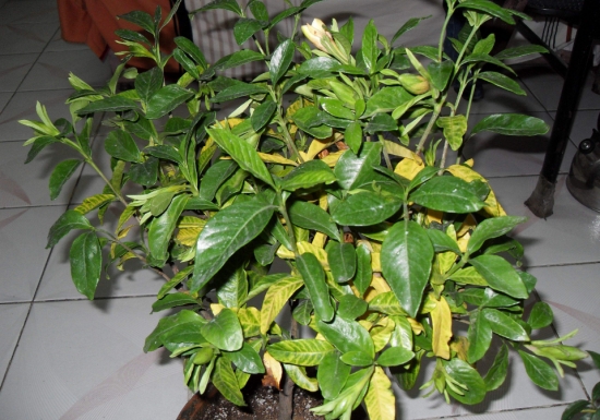 盆栽叶子发黄如何办：找准病因对症下药