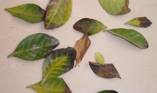 盆栽叶子发黄如何办：找准病因对症下药