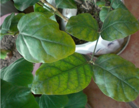 盆栽叶子发黄如何办：找准病因对症下药