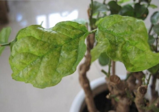 盆栽叶子发黄如何办：找准病因对症下药