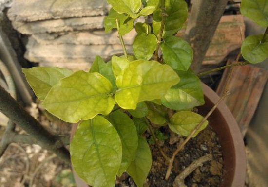 盆栽叶子发黄如何办：找准病因对症下药