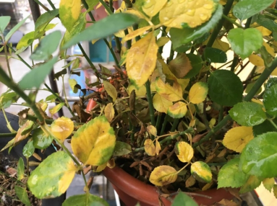 盆栽叶子发黄如何办：找准病因对症下药