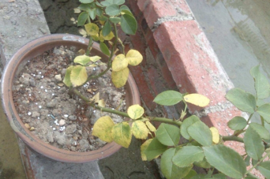 盆栽叶子发黄如何办：找准病因对症下药