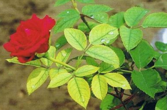 盆栽叶子发黄如何办：找准病因对症下药