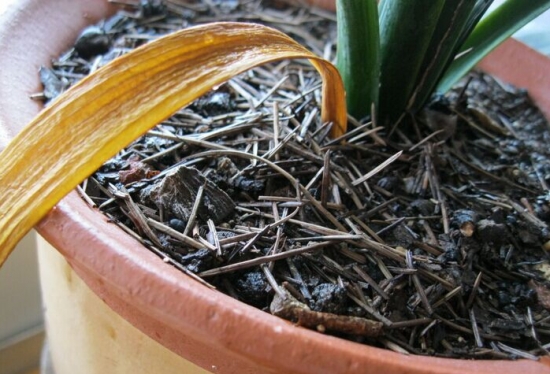 盆栽叶子发黄如何办：找准病因对症下药