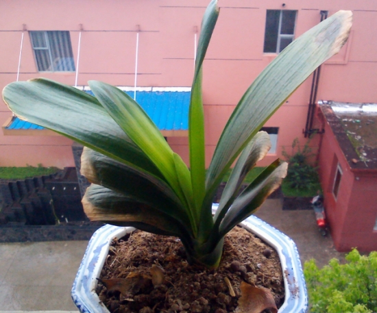 盆栽叶子发黄如何办：找准病因对症下药