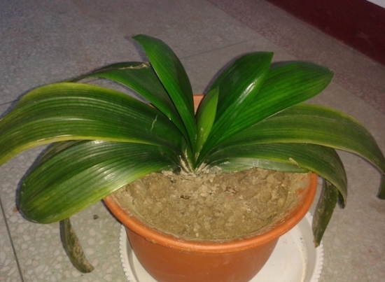 盆栽叶子发黄如何办：找准病因对症下药