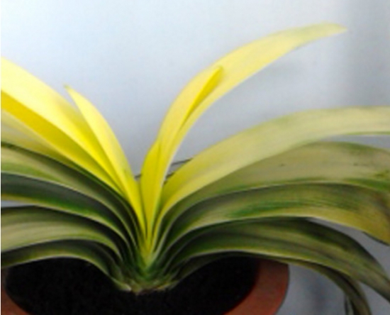 盆栽叶子发黄如何办：找准病因对症下药