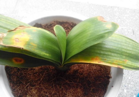 盆栽叶子发黄如何办：找准病因对症下药