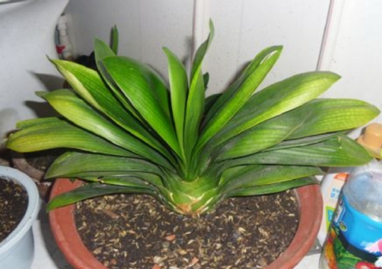 盆栽叶子发黄如何办：找准病因对症下药