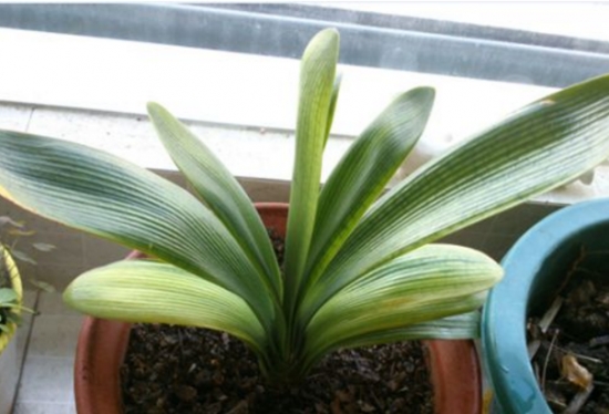 盆栽叶子发黄如何办：找准病因对症下药