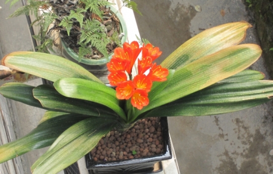 盆栽叶子发黄如何办：找准病因对症下药