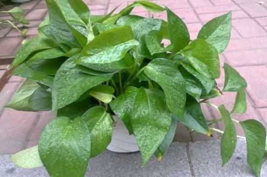 20种常见花卉浇水技巧