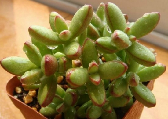 20种常见花卉浇水技巧