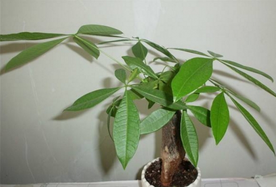 20种常见花卉浇水技巧