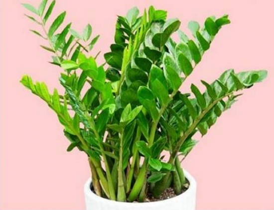 20种常见花卉浇水技巧