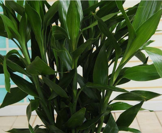 20种常见花卉浇水技巧