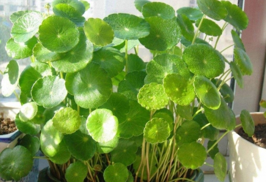 20种常见花卉浇水技巧