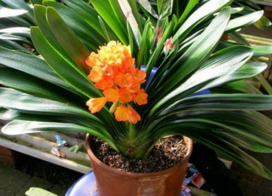 20种常见花卉浇水技巧