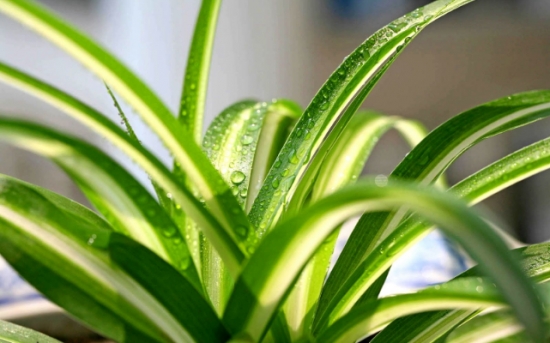 20种常见花卉浇水技巧