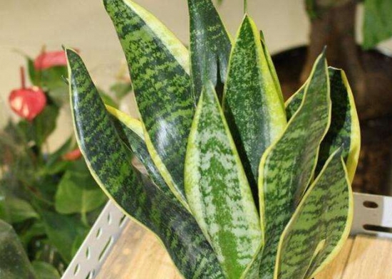 20种常见花卉浇水技巧