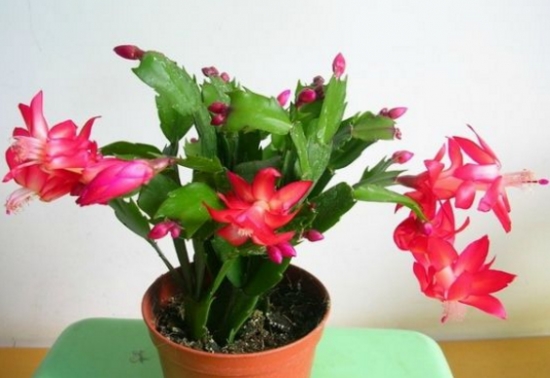 20种常见花卉浇水技巧