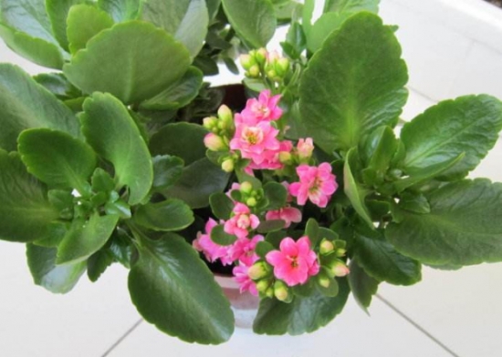 20种常见花卉浇水技巧