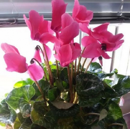 20种常见花卉浇水技巧