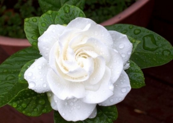 20种常见花卉浇水技巧