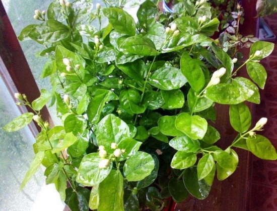 20种常见花卉浇水技巧