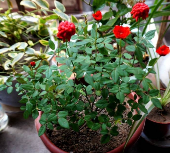 20种常见花卉浇水技巧