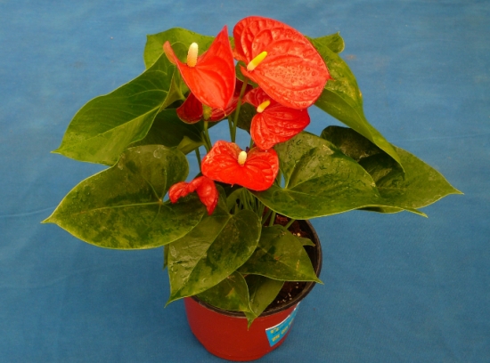 20种常见花卉浇水技巧