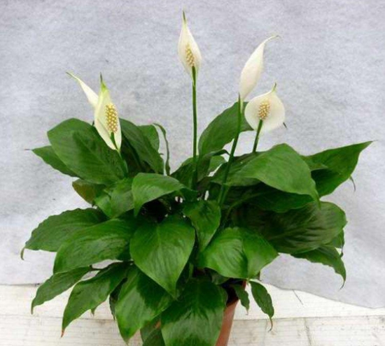 20种常见花卉浇水技巧