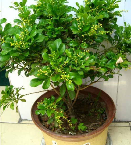 20种常见花卉浇水技巧