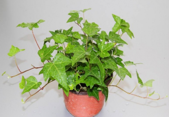 20种常见花卉浇水技巧