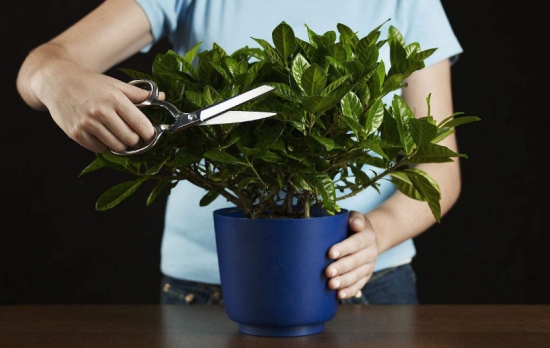 12种常见的盆栽修剪办法
