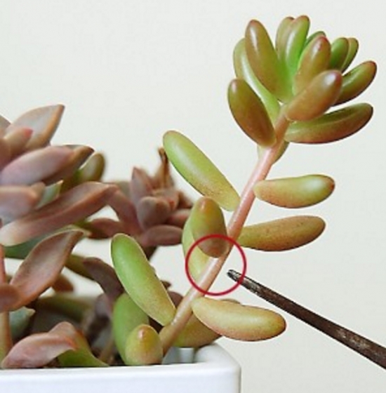 12种常见的盆栽修剪办法