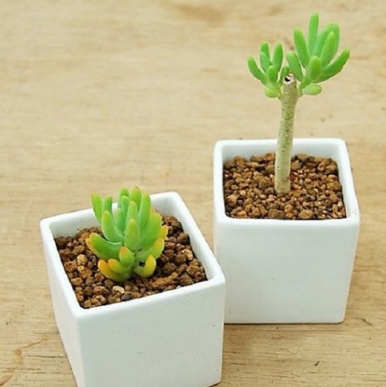 12种常见的盆栽修剪办法