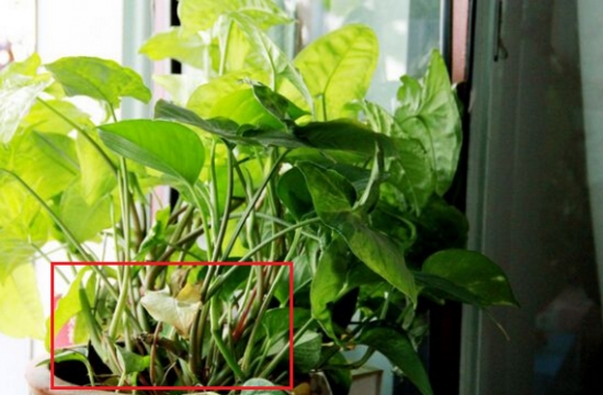 12种常见的盆栽修剪办法