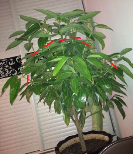 12种常见的盆栽修剪办法