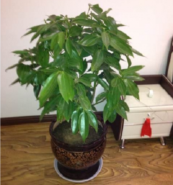 12种常见的盆栽修剪办法